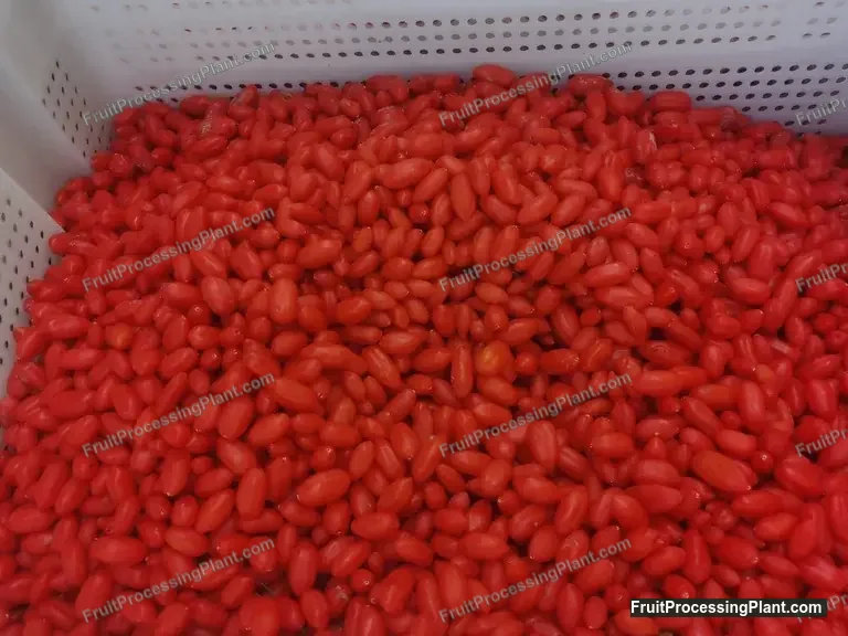 新鲜枸杞，用于果浆或果汁加工