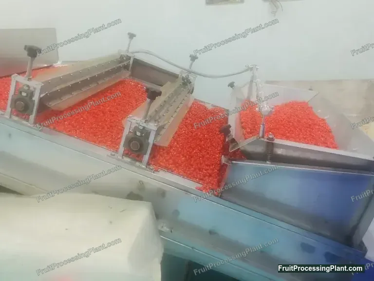 新鲜枸杞通过工业清洗和分选区